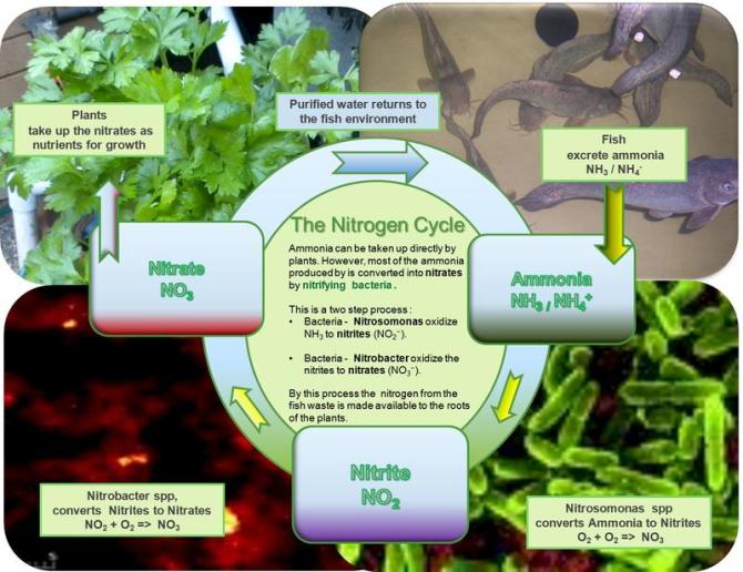 Aquaponics – Nitrogen Cycle Explained | Planet Permaculture